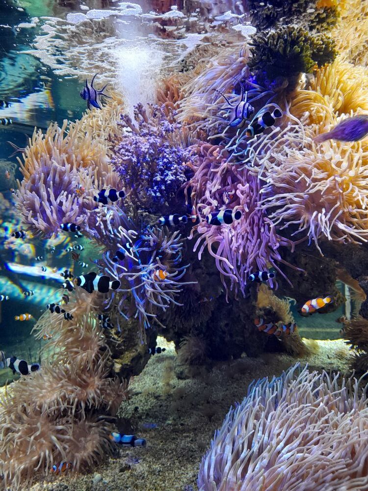 Roteiro de 2 dias em Mônaco — O que fazer no fim de semana no Principado