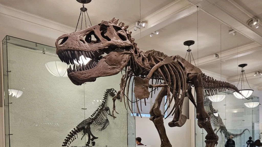 Museu de História Natural de Nova York vale a pena?