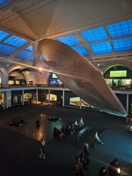 Museu de História Natural de Nova York vale a pena?